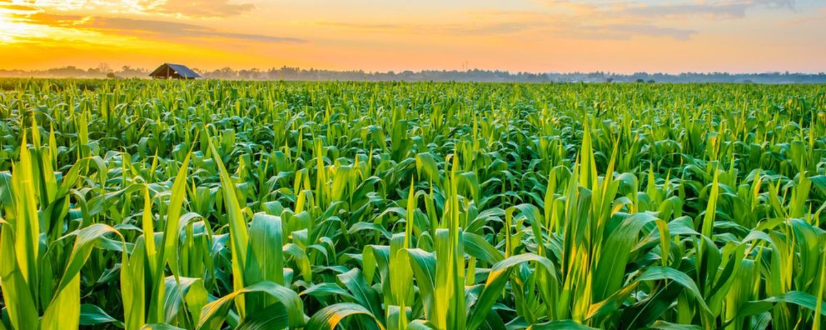 【アフリカなんでもランキング】アフリカトップの生産穀物・イモ類（キャッサバ、トウモロコシ、コメ）～生産上位国ナイジェリアと、アフリカの気候の不思議～